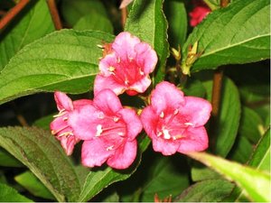 Weigela florida BRISTOL RUBY - purpurov, C 2 l