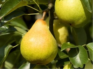 Sloupovit hrue SAPHIRA - podno hr. semen