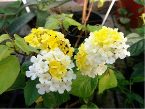 Lantana - smetanovolut