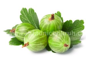 Angret HINNONMAKI - keov, zelen, rezistentn