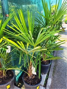 umara ztepil - Trachycarpus fortunei, P28