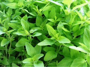 Oregano zlat