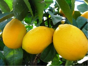 Citronk MEYER v kvtini P16