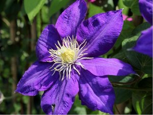 Clematis HAKU - OOKAN - fialov, C 1,6 l