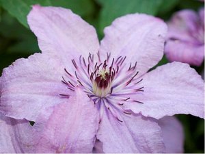 Clematis HAGLEY HYBRID - svtle rov