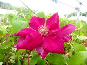 Clematis ERNEST MARKHAM - fuchsiov