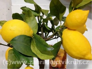 Citronk LIMON v kvtini P16