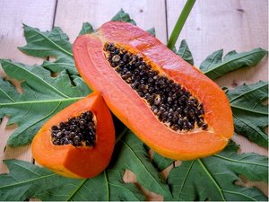 Papja -  Carica papaya SUNNYBEES