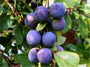 Slivo AANSK RAN - podno Myrobaln