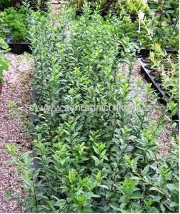 Pta zob - ligustrum ovalifolum, C 2 l