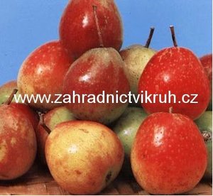 Oskerue MAL SVAT - Sorbus domestica