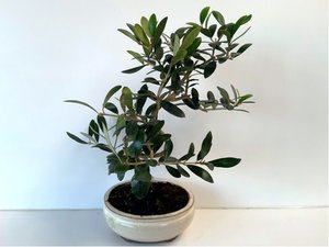 Olivovnk - 7 let bonsai