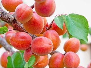 Meruka EARLY ORANGE - podno Myrobaln v kontejneru