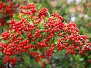 Hlohyn arlatov - Pyracantha RED COLUMN - erven, C 1 l