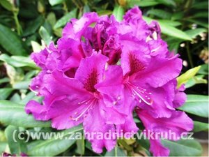 Rhododendron AZURRO - fialový, C 5 l