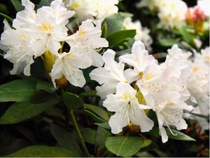 Rhododendron CUNNINGHAMS WHITE - bl, C 4 l