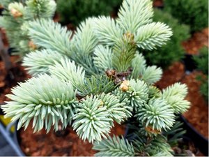 Smrk pichlav - Picea pungens GLAUCA GLOBOSA, C 2 l