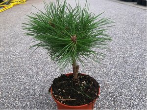 Borovice černá - Pinus mugo BREPO, C 2 l
