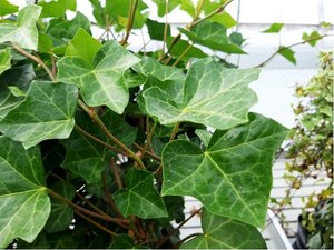 Bean irsk - Hedera hibernica, C 1,5 l