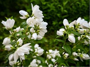 Jasmn pustoryl - Philadelphus VIRGINAL