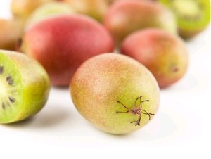 Kiwi arguta RED JUMBO - samice
