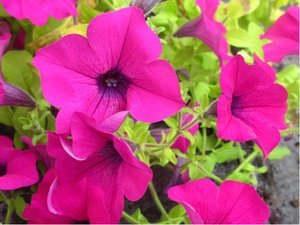 Surfinie Surfinia Purple - purpurov