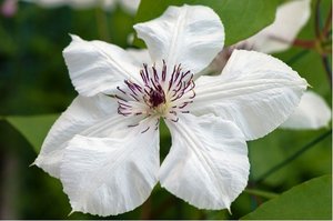 Clematis MISS BATEMAN - bl