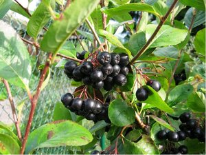 Aronie - Aronia melanocarpa PROFESSOR ED
