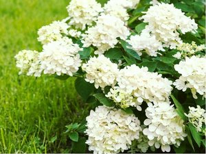 Hortenzie stromečkovitá - Hydrangea arborescens ANNABELLE - bílá