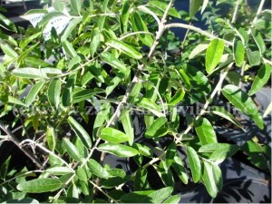 Hloina zkolist - Eleagnus angustifolia