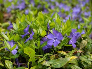 Barvnek vt - Vinca major