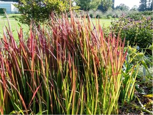 Imperata vlcovit - Imperata cylindrica RED BARON