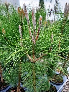 Borovice ern - Pinus nigra, C 2 l