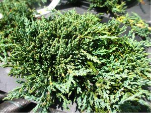 Jalovec polhav - Juniperus hor. ICE BLUE, C 2 l