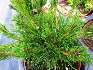Borovice kleč - Pinus mugo var. pumilio, C 2 l
