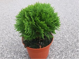 Thuja occidentalis DANICA, C 2 l