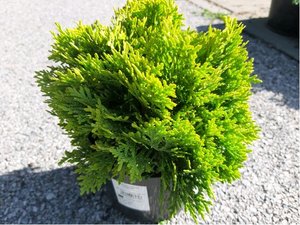 Thuja occidentalis MIRJAM, C 2 l