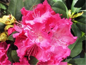 Rhododendron GERMANIA - sytě růžový, C 1,5 l