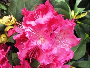 Rhododendron GERMANIA - syt rov, C 1,5 l