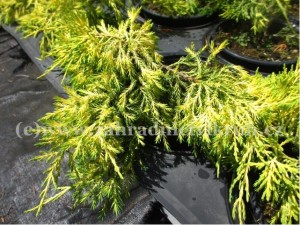 Jalovec Pfitzerv - Juniperus x pfitzeriana OLD GOLD