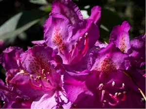 Rhododendron POLARNACHT - purpurov