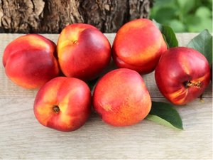 Nektarinka FLAVORTOP - podno Montclar, v kontejneru K 30 l