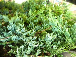 Jalovec polhav - Juniperus hor. WILTONII, C 2 l