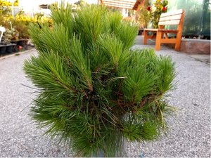 Borovice ern - Pinus nigra BREPO, C 5 l