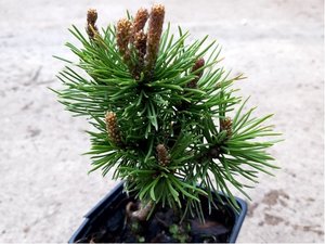 Borovice kle - Pinus mugo MOPS