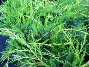 Jalovec prostedn - Juniperus media OLD GOLD, C 2 l