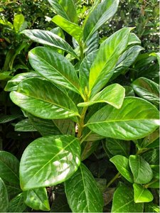 Bobkovie lkask - Prunus laurocerasus NOVITA, C 5 l