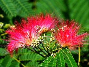 Albzie - Albizia Julibrissin - rov