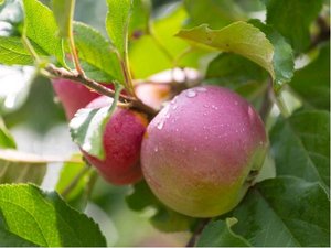 Sloupovitá jabloň KICHINA´S SUMMER v kontejneru