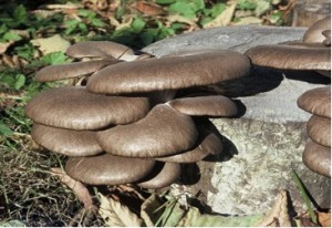Hlva stin M109 - Pleurotus ostreatus - kolkov sadba